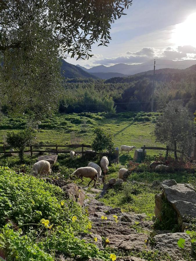 S'Imbragu Farm B&B 托尔托利 外观 照片