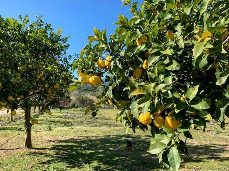 S'Imbragu Farm B&B 托尔托利 外观 照片