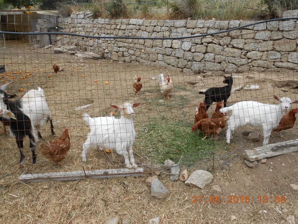 S'Imbragu Farm B&B 托尔托利 外观 照片