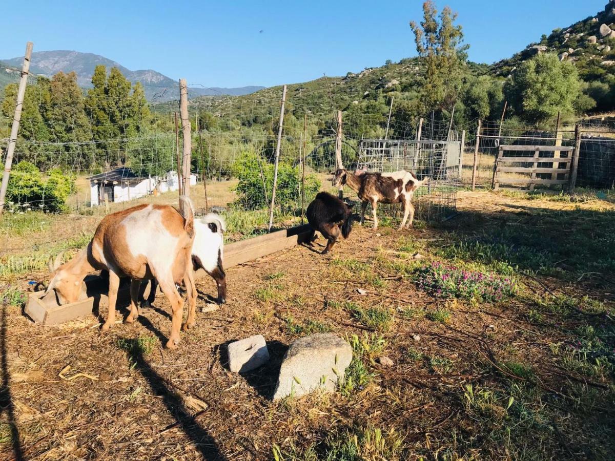 S'Imbragu Farm B&B 托尔托利 外观 照片